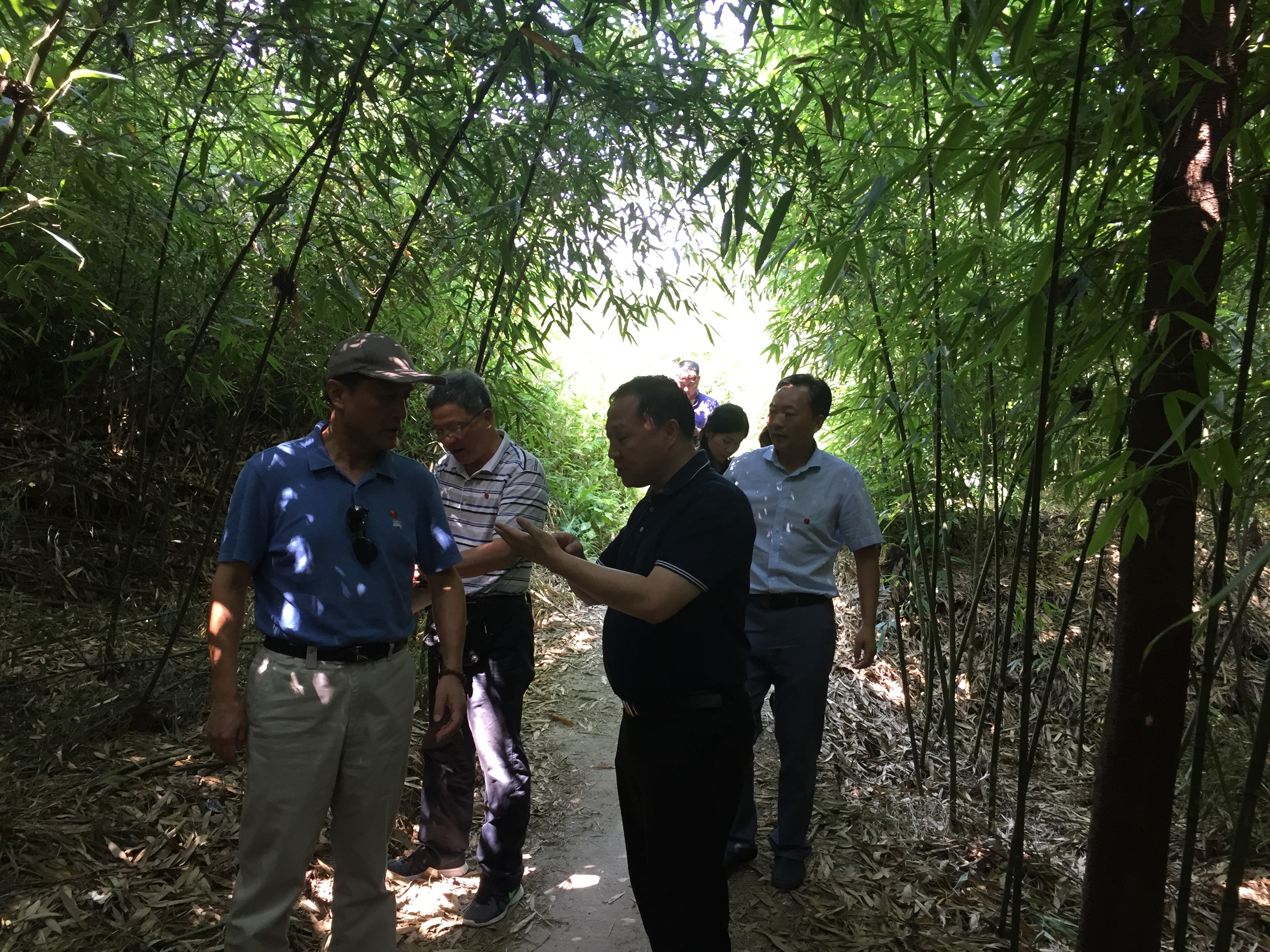 方竹高产示范区 方竹高产示范区